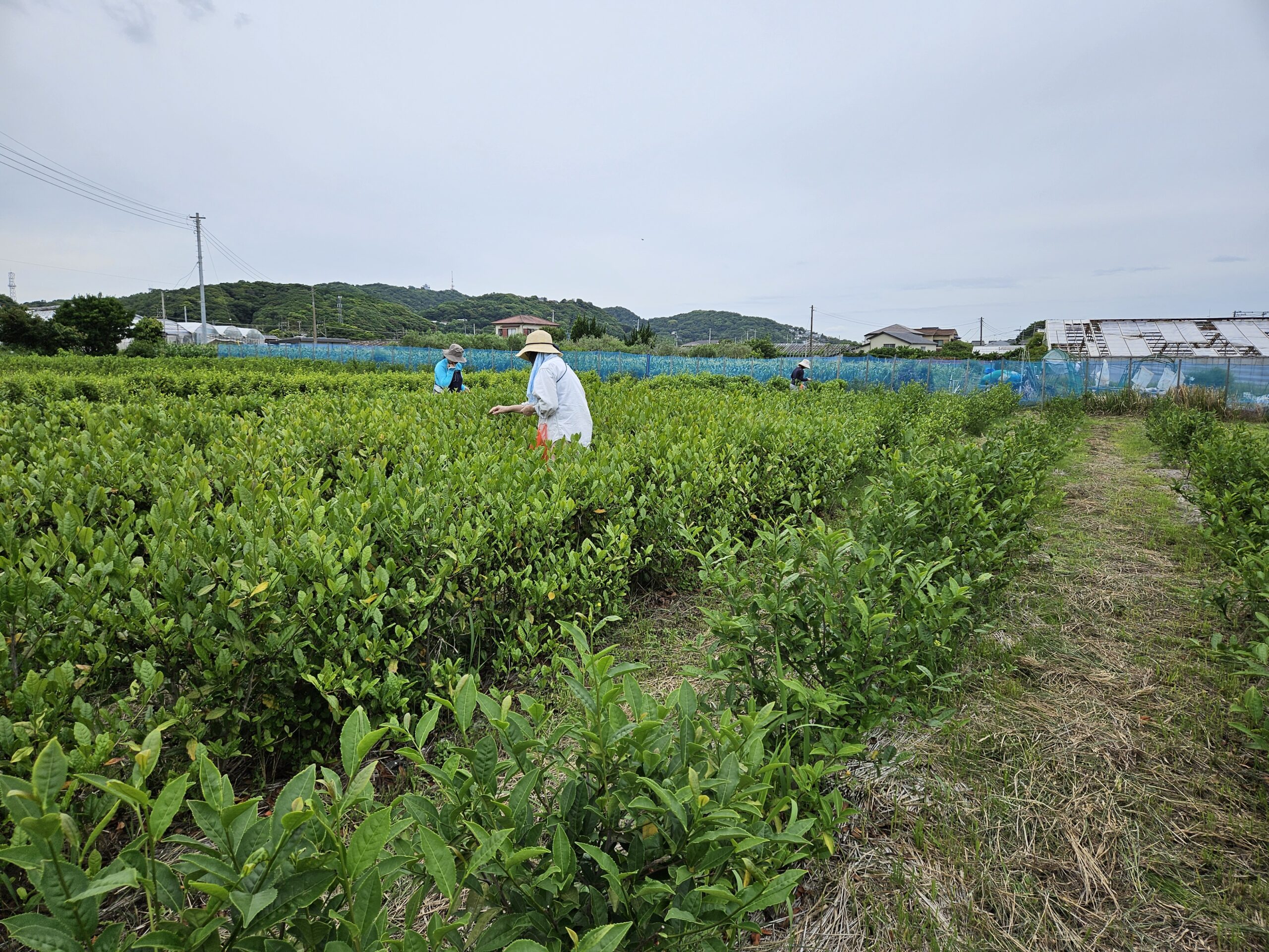 お茶摘み