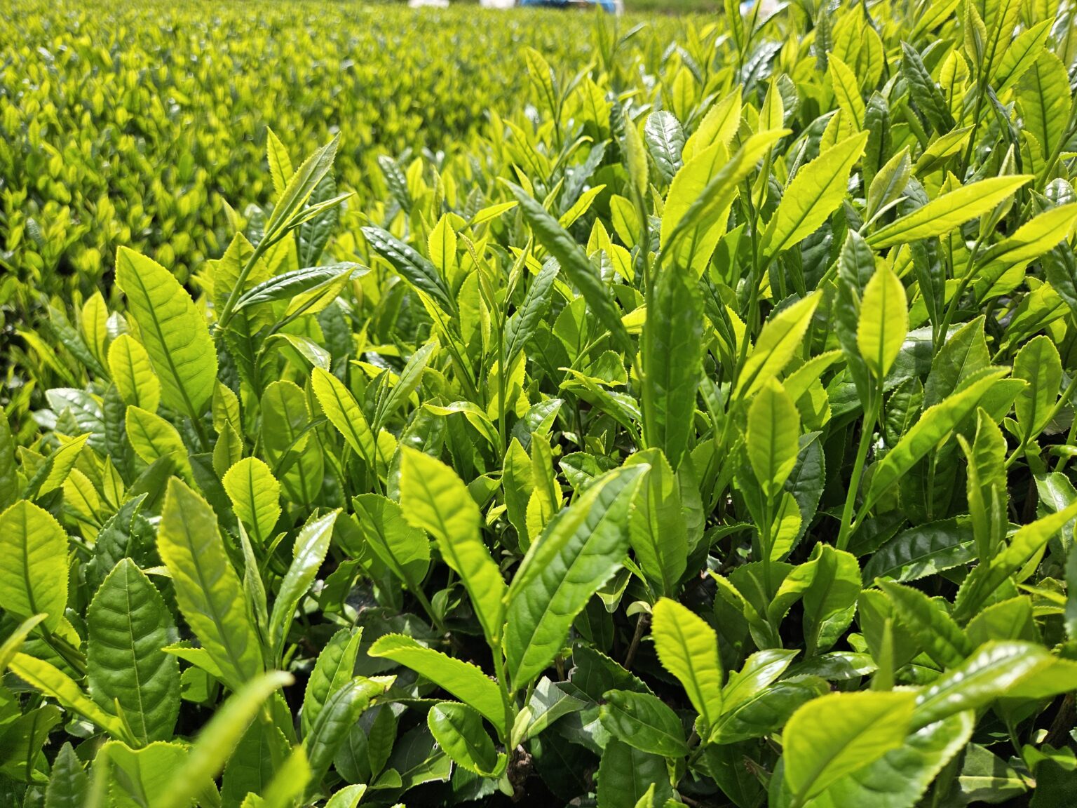 新茶