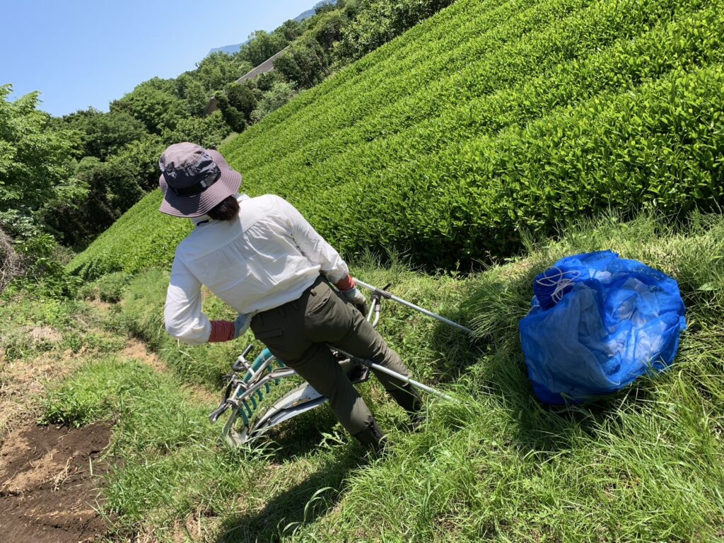 髙野茶園のお茶を飲みつくす