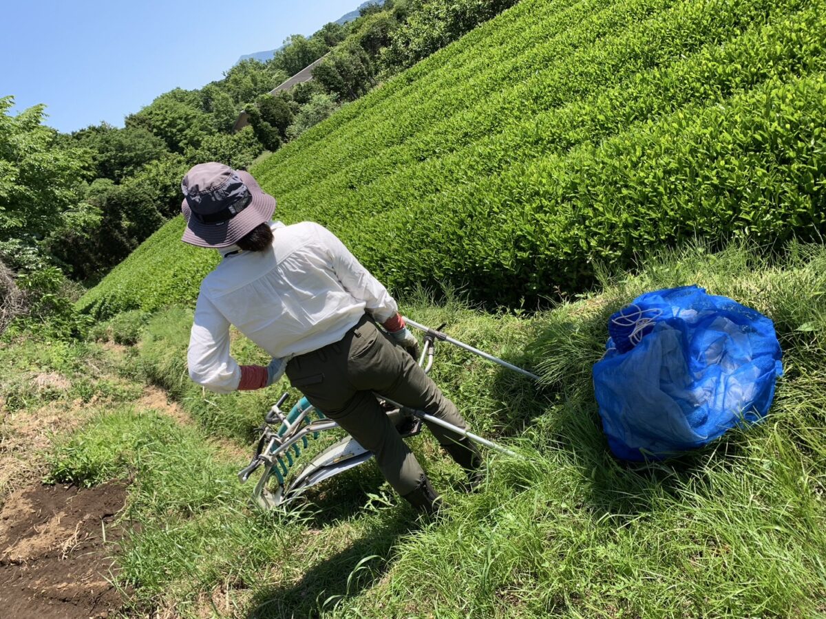 髙野茶園のお茶を飲みつくす