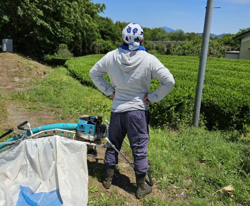 旦那お茶刈